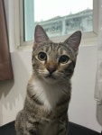 블라인드 | 반려동물: 우리냥이 뚱냥이야? 반려동물: 우리냥이 뚱냥이야?