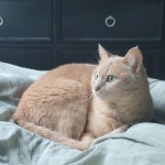 블라인드 | 반려동물: 버드리 자랑 반려동물: 버드리 자랑