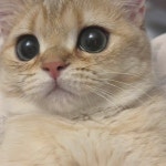 블라인드 | 반려동물: 해피캣 반려동물: 해피캣