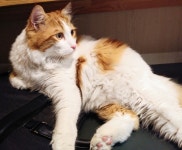 [모비딕 가챠샵] 윰님의 추천 리뷰 2019/4/25