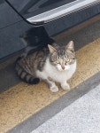[동네 고양이] 후디님의 추천 포스트 2023/3/5