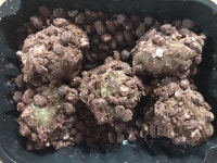진아떡집 : 나만의 맛집 지도, 뽈레 [진아떡집] 제주특별자치도 제주시 일도일동
