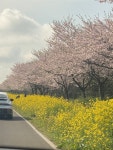 [가시리 유채꽃길] 조세미님의 리뷰 2024/4/6
