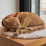 [놋지미 제빵소] 냠도리님의 리뷰 2026/3/26