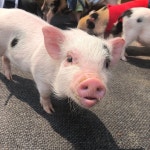 [돼지 보러오면 돼지] 대산님의 좋음 포스트 2019/5/12