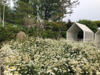 [마호가니 커피 강화점] 히삼님의 별로 리뷰 2019/6/25