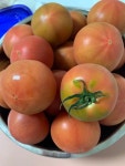[매봉농장 토마토] 워리를찾아라님의 추천 리뷰 2022/6/21