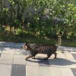 [난향] 산책냥님의 추천 리뷰 2019/11/5