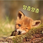 착한여우 (@crossile) | 뽈레 Polle