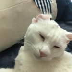 [등비룡 탕화쿵푸 마라탕 종각점] 생강님의 별로 리뷰 2018/11/29