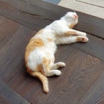 [유자유 김치떡볶이 본점] 핀님의 좋음 포스트 2019/7/25