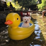 김선미 (@ssunmi) | 뽈레 Polle