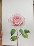 취미·문화 레슨 과외:  보태니컬 아트, 수채화 꽃그림 레슨해드립니다 크몽
