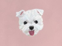 반려동물 초상화 - 크몽 서비스 검색