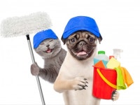 청소, 반려동물 케어 전문가 클라헬스케어 - 크몽