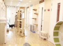 라이프:  고양이들의 편안한 쉼터 냥이호텔 이용상품권을드립니다 크몽