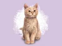 애완동물초상화 - 크몽 서비스 검색