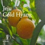 Design.2 황금향 상세페이지, 상세페이지 포트폴리오 - 크몽