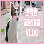 유튜브채널 꿈꾸는 고냥이 브이로그 작업, 유튜브 영상 포트폴리오 - 크몽