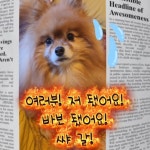 캡컷을 활용한 숏폼 영상 편집, 숏폼 영상 포트폴리오 - 크몽