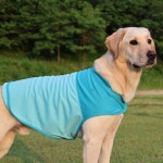 대형견모델 - 크몽 포트폴리오 검색