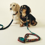 [촬영/스튜디오/모델섭외] 애견용품 브랜드 꼬순네 2025년, 제품·홍보 사진 포트폴리오 - 크몽