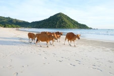 빌라 바우 냘레 - 스카이스캐너 호텔