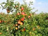 Zaamslag 호텔 Holiday Home Groepswoning De Appelgaard - 스카이스캐너