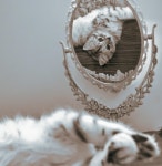 Aisha6975 (@Aisha6975) — 156개 답변, 204개 좋아요 | ASKfm Aisha6975 (@Aisha6975). Ask me anything on ASKfm