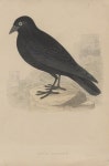 Black Jackdaw | Art UK