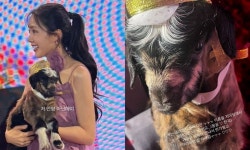 Hyomin Receives a Live Baby Goat as a Gift, Whats Happening with the Goat?