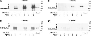 [PDF] UBE1L represses PML/RARα by targeting the PML domain for ISG15ylation | Semantic Scholar