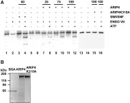 Novel ATPase of SNF2-like protein family interacts with androgen receptor and modulates androgen-dependent transcription.... 