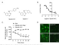 Spautin-A41 Attenuates Cerulein-Induced Acute Pancreatitis through Inhibition of Dysregulated Autophagy. | Semantic Scholar