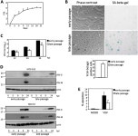 [PDF] Cell senescence is an antiviral defense mechanism | Semantic Scholar