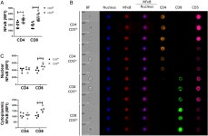 [PDF] CD5 dynamically calibrates basal NF-κB signaling in T cells during thymic development and peripheral activation | Semantic... 