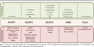 Protective and detrimental roles of inflammasomes in disease | Semantic Scholar