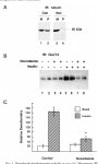 [PDF] Insulin-mediated GLUT4 Translocation Is Dependent on the Microtubule Network* | Semantic Scholar