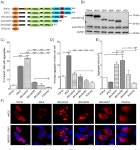 [PDF] The Impact of ALS-Associated Genes hnRNPA1, MATR3, VCP and UBQLN2 on the Severity of TDP-43 Aggregation | Semantic Scholar