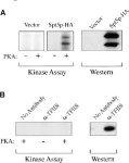 [PDF] The Ras/PKA signaling pathway may control RNA polymerase II elongation via the Spt4p/Spt5p complex in Saccharomyces... 