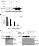 [PDF] An Ash2L/RbBP5 Heterodimer Stimulates the MLL1 Methyltransferase Activity through Coordinated Substrate Interactions with... 
