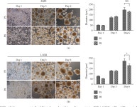 [PDF] Serum-Free Culture System for Spontaneous Human Mesenchymal Stem Cell Spheroid Formation | Semantic Scholar