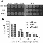 [PDF] The budding yeast protein Chl1p is required to preserve genome integrity upon DNA damage in S-phase | Semantic Scholar