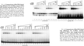 [PDF] Ku Binds Telomeric DNA in Vitro * | Semantic Scholar