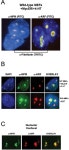 [PDF] ARF Impedes NPM/B23 Shuttling in an Mdm2-Sensitive Tumor Suppressor Pathway | Semantic Scholar