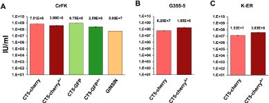 [PDF] Construction and Testing of orfA +/- FIV Reporter Viruses | Semantic Scholar