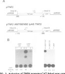 [PDF] Effects of the human immunodeficiency virus type 1 Tat protein on the expression of inflammatory cytokines. | Semantic Scholar