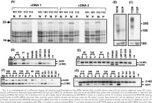 [PDF] Two novel mucin genes down-regulated in colorectal cancer identified by differential display. | Semantic Scholar
