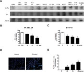 [PDF] Tumor growth suppressive effect of IL-4 through p21-mediated activation of STAT6 in IL-4Rα overexpressed melanoma models... 