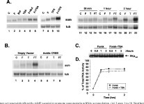 [PDF] The Phosphorylation Status of a Cyclic AMP-Responsive Activator Is Modulated via a Chromatin-Dependent Mechanism | Semantic... 